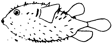 刺豚鱼简笔画图片
